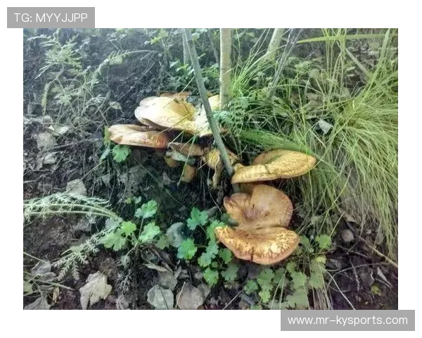 球迷扔下的假发长出了蘑菇，球员们采蘑菇煮汤喝，喝完继续比赛